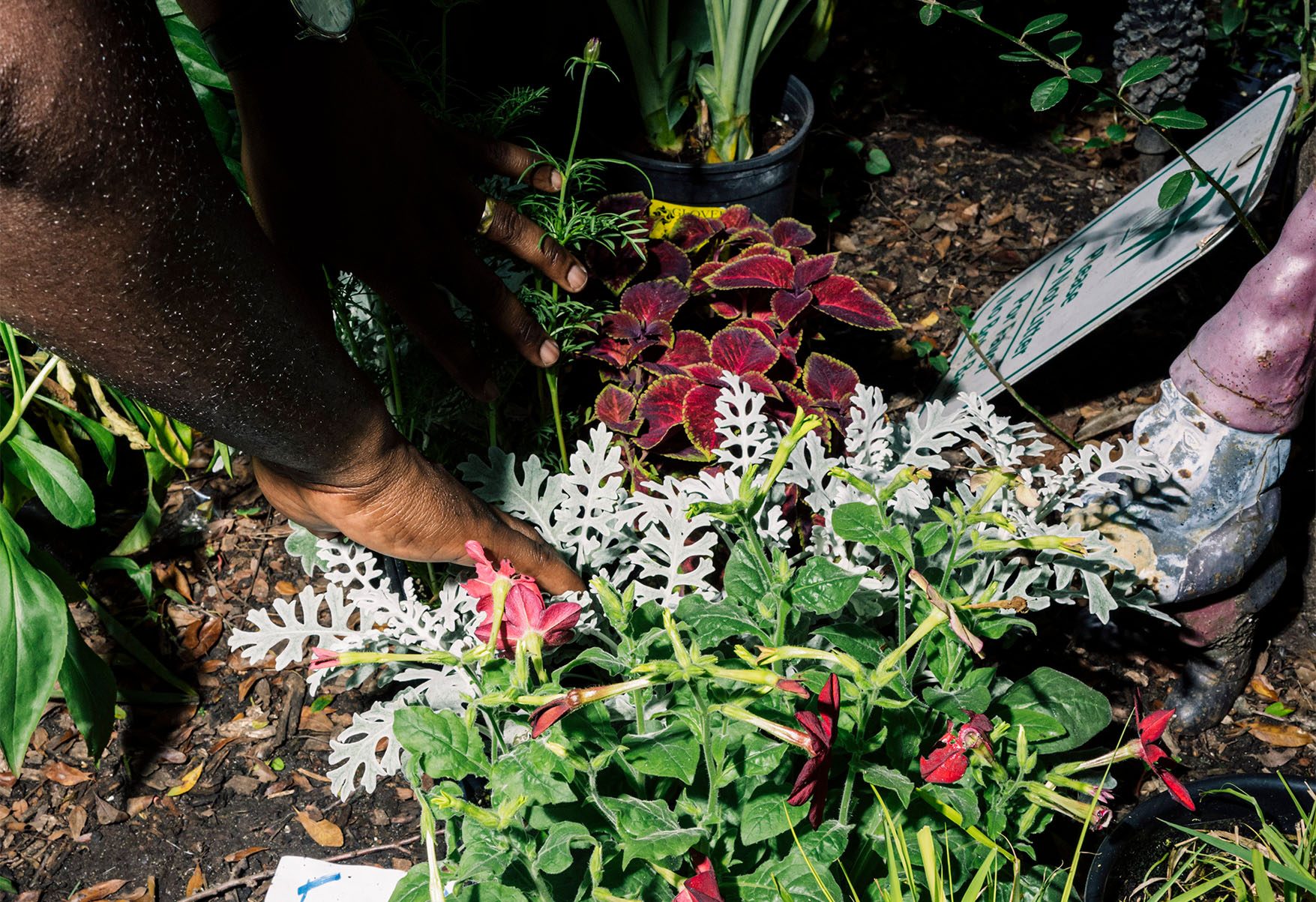Close up of plants and Edafe Okporo hands.